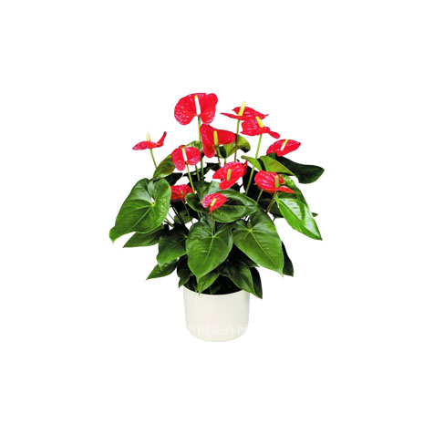 红掌养护方法及常见病害